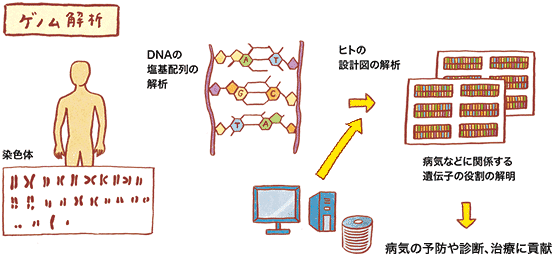 ゲノム解析画像