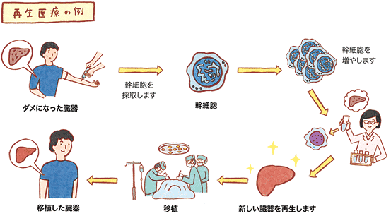 再生医療画像