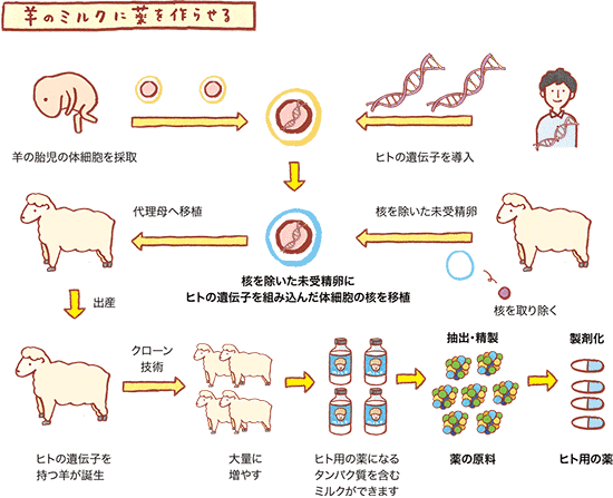 羊のミルクに薬を作らせる画像