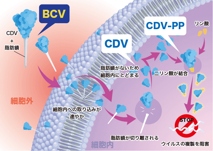 抗ウイルス薬ブリンシドフォビル SyB V-1901：注射剤 シンバイオ製薬